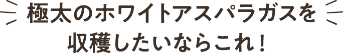 極太のホワイトアスパラガスを収穫したいならこれ！