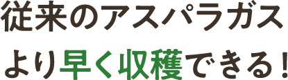 従来のアスパラガスより早く収穫できる！