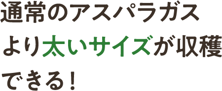 通常のアスパラガスより太いサイズが収穫できる！