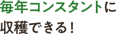毎年コンスタントに収穫できる！