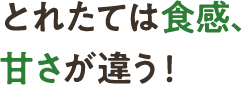 とれたては食感、甘さが違う！