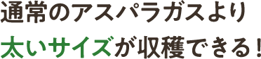 通常のアスパラガスより太いサイズが収穫できる！