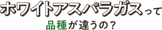 ホワイトアスパラガスって品種が違うの？