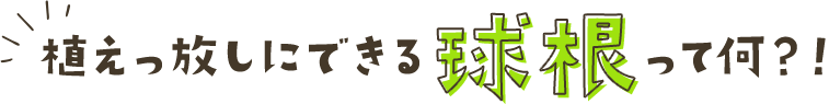 植えっ放しにできる球根って何？！