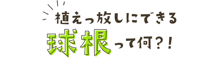 植えっ放しにできる球根って何？！