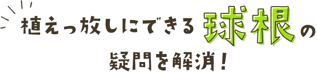 植えっ放しにできる球根の疑問を解消！