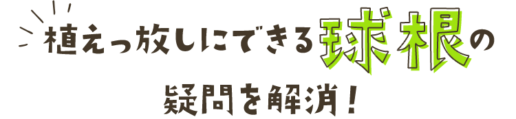 植えっ放しにできる球根の疑問を解消！