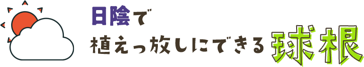 日陰で植えっ放しにできる球根