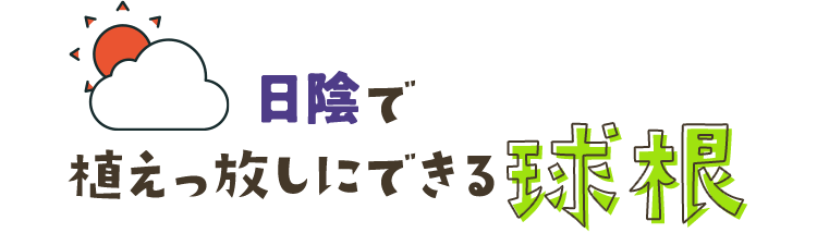 日陰で植えっ放しにできる球根