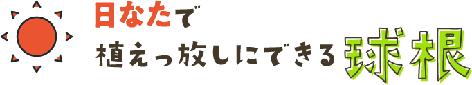 日なたで植えっ放しにできる球根