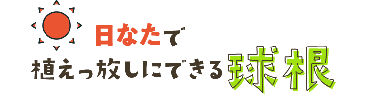日なたで植えっ放しにできる球根