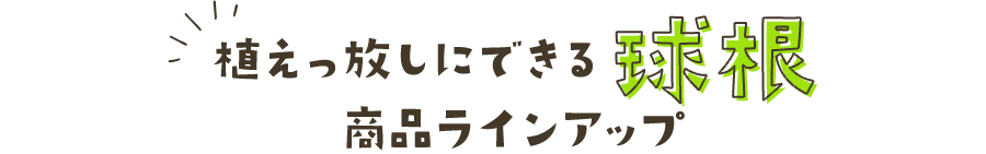 植えっぱなしにできる球根 商品ラインアップ