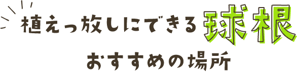 植えっ放しにできる球根、おすすめの場所