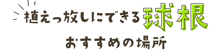 植えっ放しにできる球根、おすすめの場所