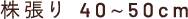 株張り　40〜50cm