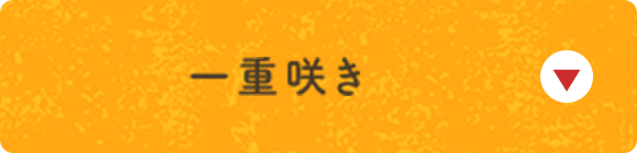 一重咲き