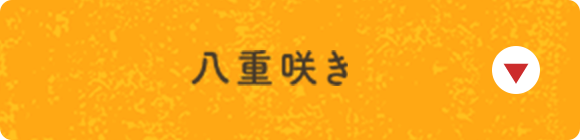 八重咲き