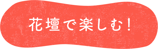 花壇で楽しむ!