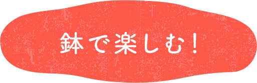 鉢で楽しむ!