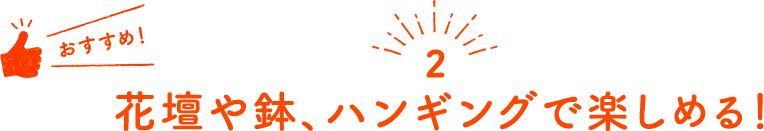 2 花壇や鉢、ハンギングで楽しめる!