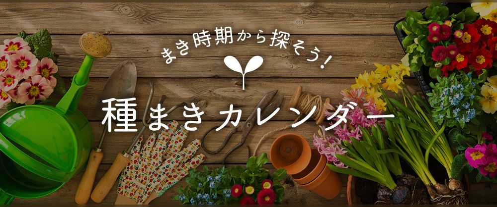 まき時期から探そう！種まきカレンダー
