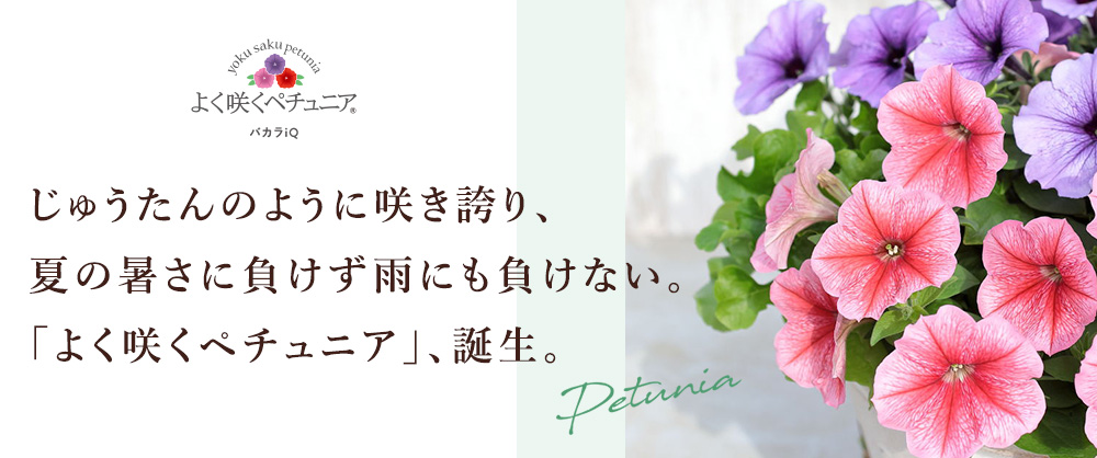 じゅうたんのように咲き誇り、暑さ、雨に負けない「よく咲くペチュニア」誕生